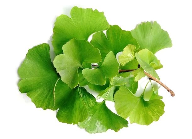 Gluconol contient du Ginkgo biloba